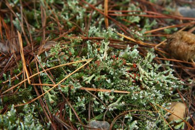Cladonia peziziformis- Turban Lichen