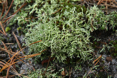 Cladonia uncialis- Thorn Lichen