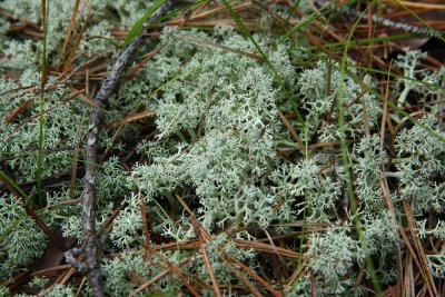 Cladonia arbuscula- Woodland Reindeer Lichen