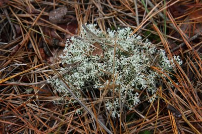 Cladonia rangiferina- Gray Reindeer Lichen