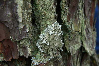 Imshaugia aleurites- Salted Starburst Lichen