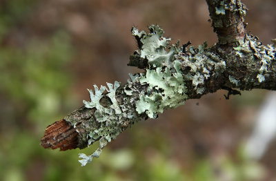 Parmelia sulcata- Hammered Shield Lichen