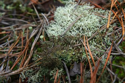 Cladonia atlantica- Brocolli Lichen
