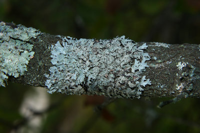 Parmelia sulcata- Hammered Shield Lichen