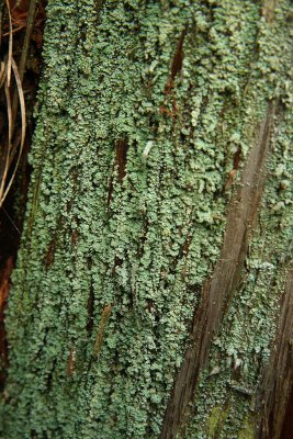Cladonia beaumontii (Pale-fruited Funnel Lichen)