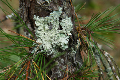 Punctelia subrudecta- Powdered Speckled Shield Lichen