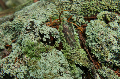 Cladonia rappii- Coastal Plain Ladder Lichen