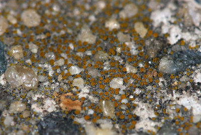 Caloplaca feracissima- Sidewalk Firedot Lichen