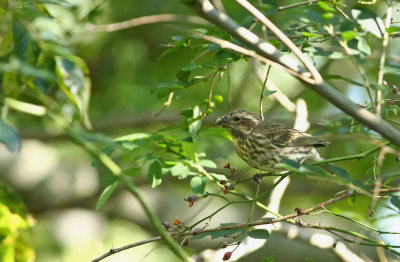 Female Purple Finch