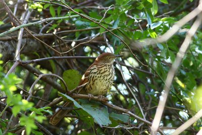 Brown Thrasher