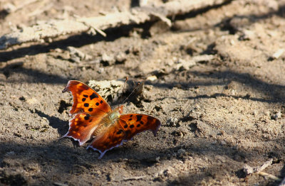 ? Question Mark Butterfly ?