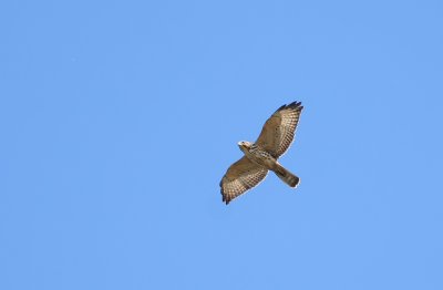 Broad-winged Hawk