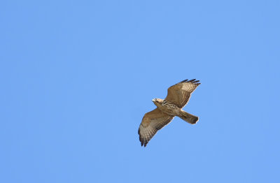 Broad-winged Hawk