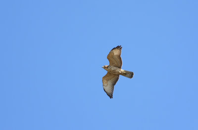 Broad-winged Hawk