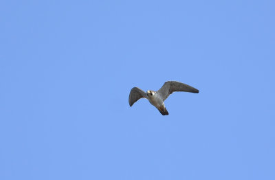 Peregrine Falcon