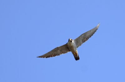 Peregrine Falcon