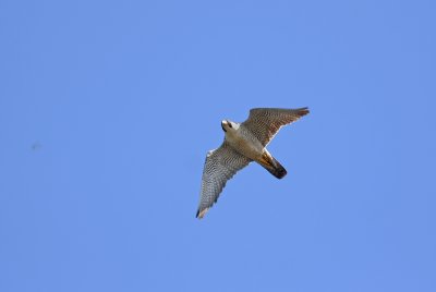 Peregrine Falcon