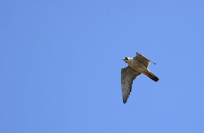 Peregrine Falcon