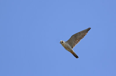 Peregrine Falcon