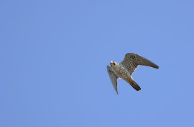 Peregrine Falcon