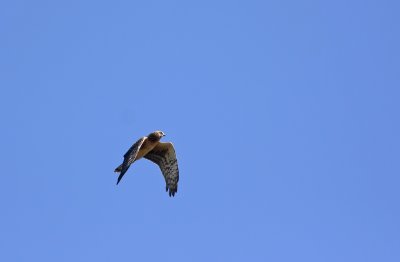 Northern Harrier