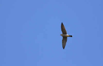 Merlin