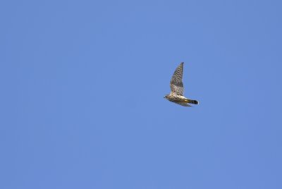 Merlin