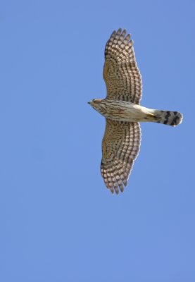 Cooper's Hawk