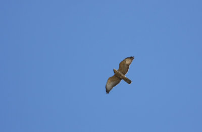 Broad-winged Hawk