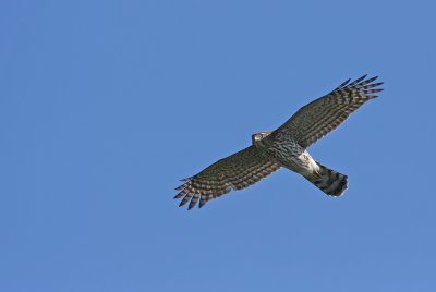 Cooper's Hawk