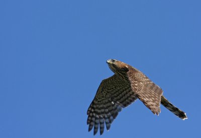 Cooper's Hawk