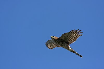 Cooper's Hawk