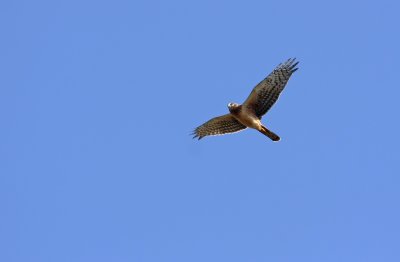 Northern Harrier