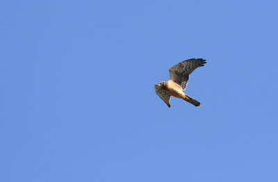 Northern Harrier