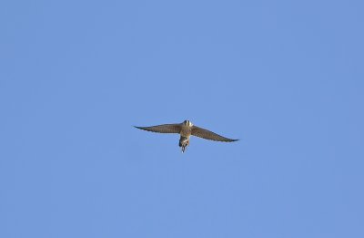 Peregrine with bird in its talons