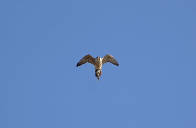 Peregrine with bird in its talons