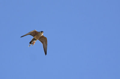 Peregrine with bird in its talons