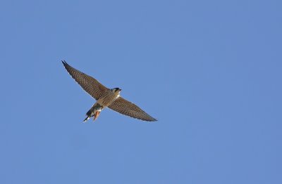 Peregrine with bird in its talons