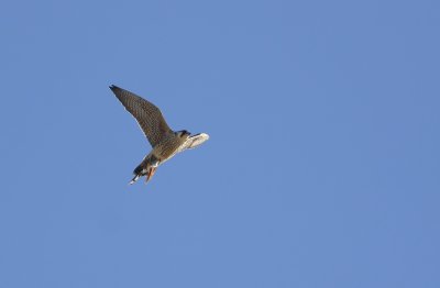 Peregrine with bird in its talons