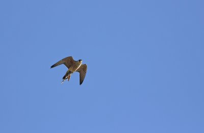 Peregrine with bird in its talons