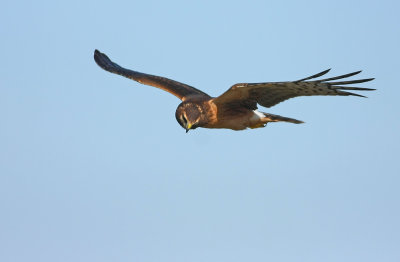 Northern Harrier