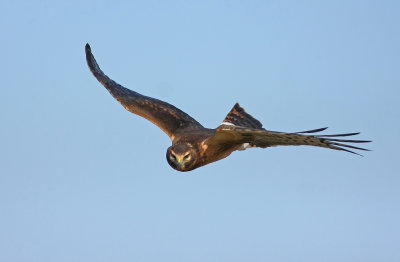 Northern Harrier