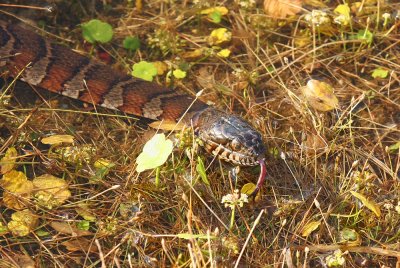 Northern Water Snake