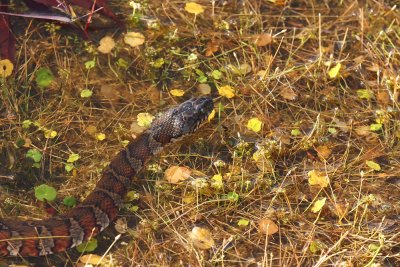 Northern Water Snake