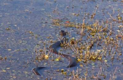 Northern Water Snake