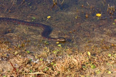 Northern Water Snake