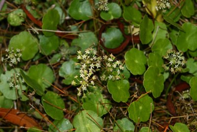 Hydrocotyle umbellata- Marsh Pennywort