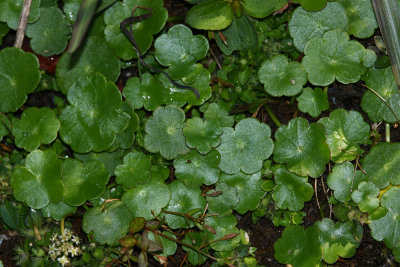 Hydrocotyle umbellata- Marsh Pennywort