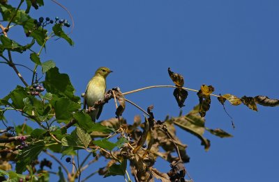IMG_1933.jpg