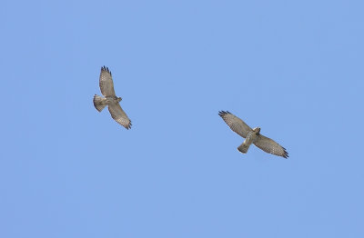 Broad-winged Hawks